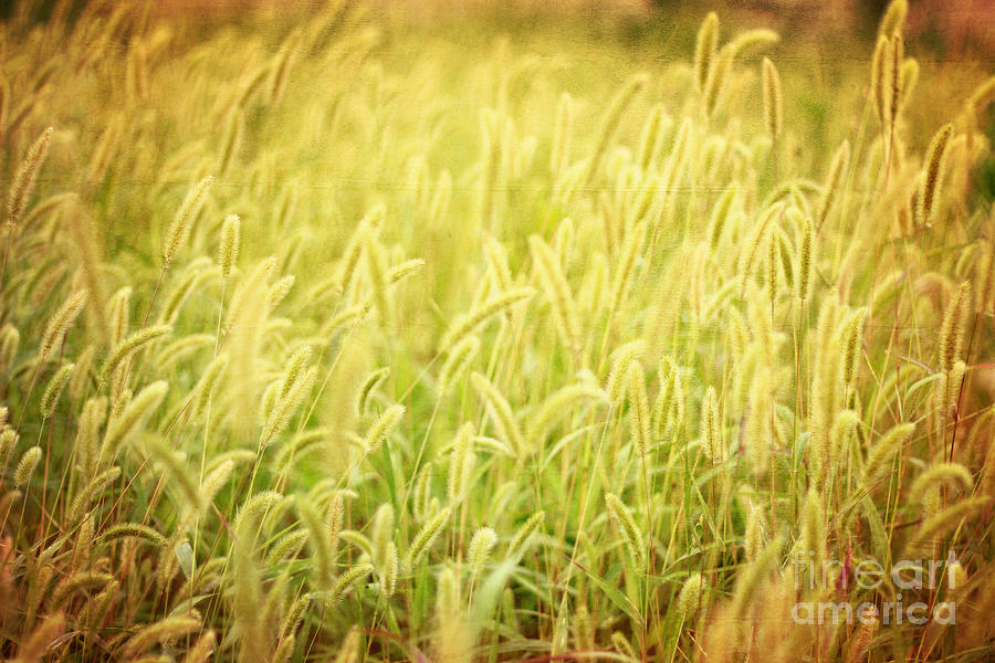 Field of Cats Tail IV Photograph by Beverly Claire Kaiya