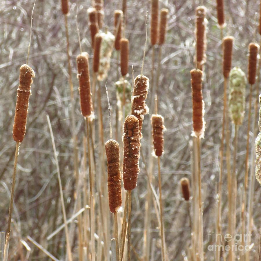 Field of Cattails Photograph by Anita Adams