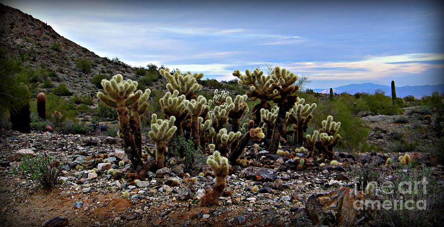 Field of Cholla Photograph by Ruth Jolly