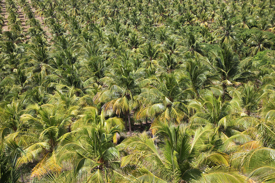 Coconut Photograph - Field of Coconut tree by Grace  Olsson