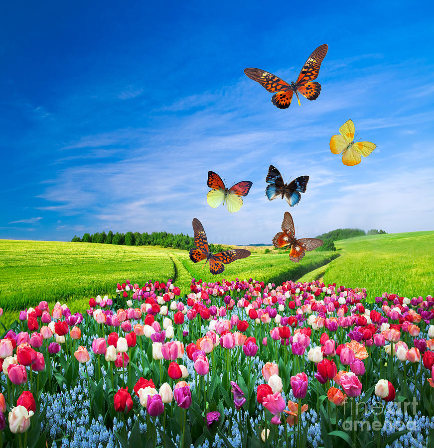 Download Field Of Colorful Flowers And Butterflies Photograph By Michal Bednarek