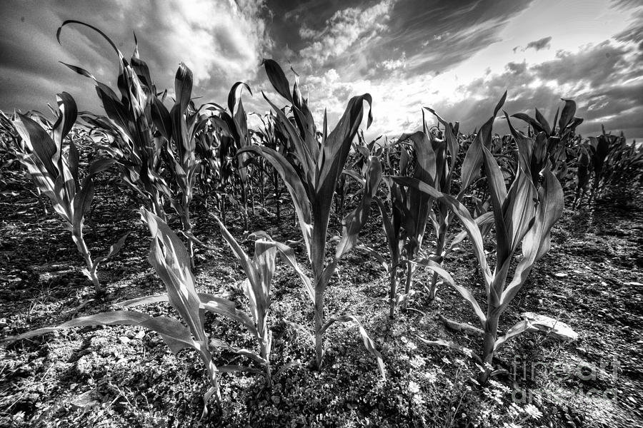 Cereal Photograph - Field of Corn mono by Rob Hawkins