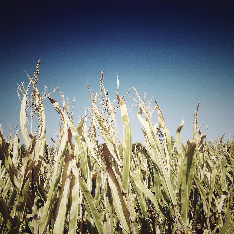 Field of Corn Photograph by Natasha Marco