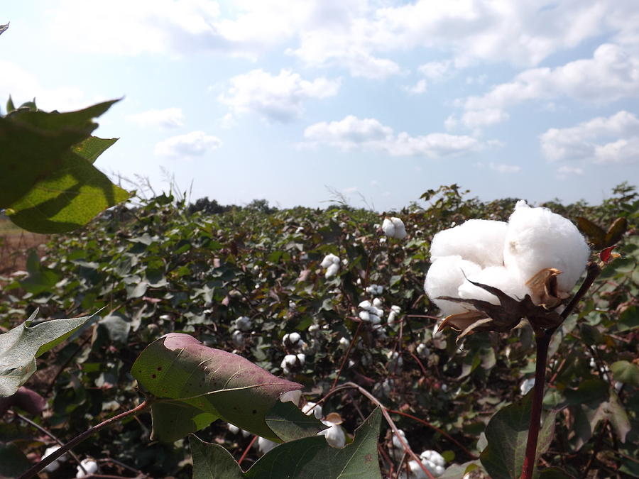 Field of Cotton Photograph by Caryl J Bohn