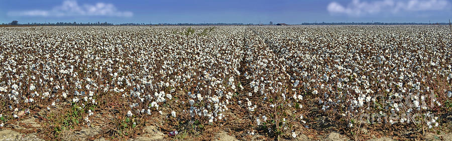 Field of Cotton Photograph by Debbie Portwood - Pixels