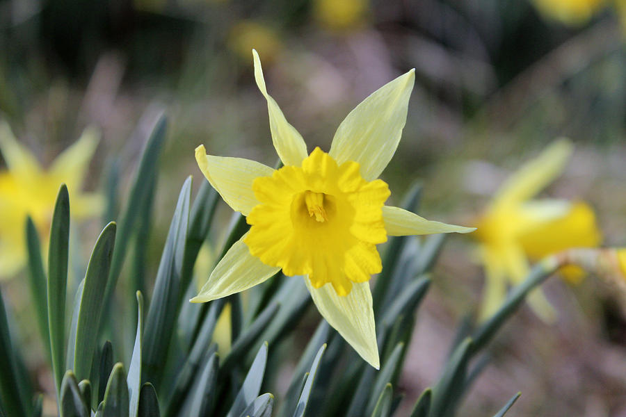 Field of Daffadils Photograph by Brenda Donko - Pixels