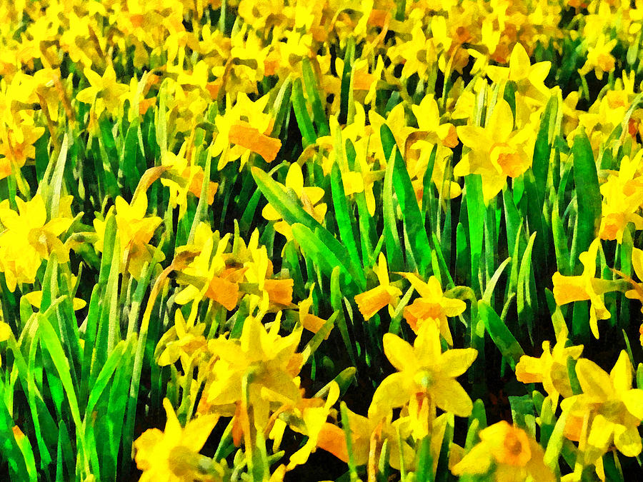 Nature Digital Art - Field of Daffodils by Digital Photographic Arts