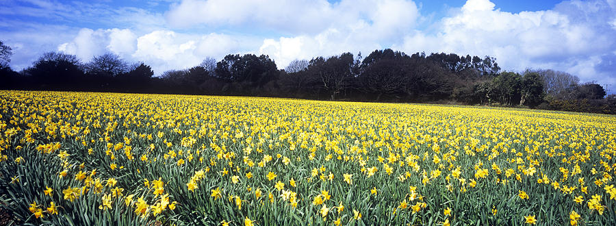 Flower Photograph - Field of Daffodils by Mike Greenslade