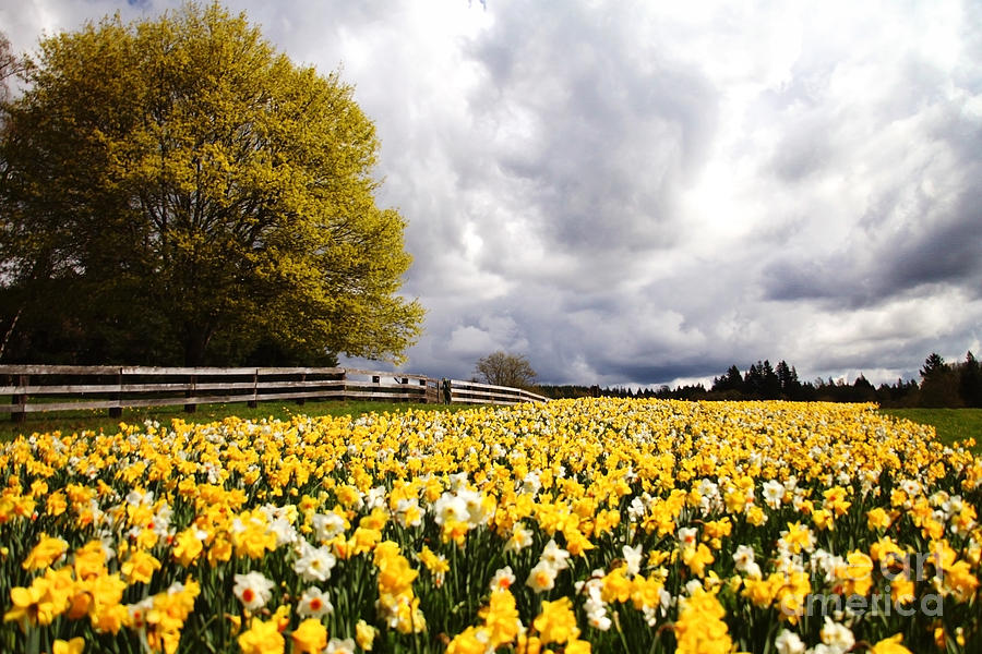 Field of Daffodils Photograph by Sylvia Cook