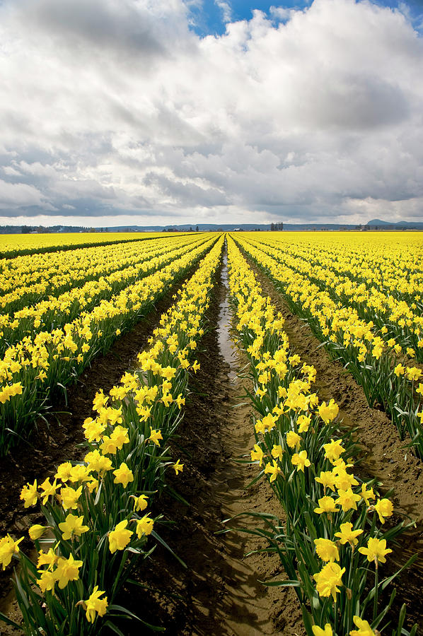 Field Of Daffodils Photograph by Thomas Winz