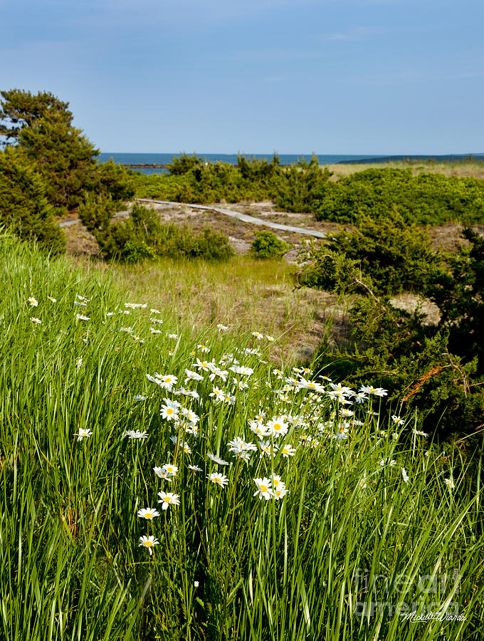 Field of Daisies by the Sea Photograph by Michelle Constantine