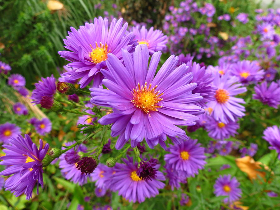 Field of Daisies Photograph by Carol Lund - Pixels