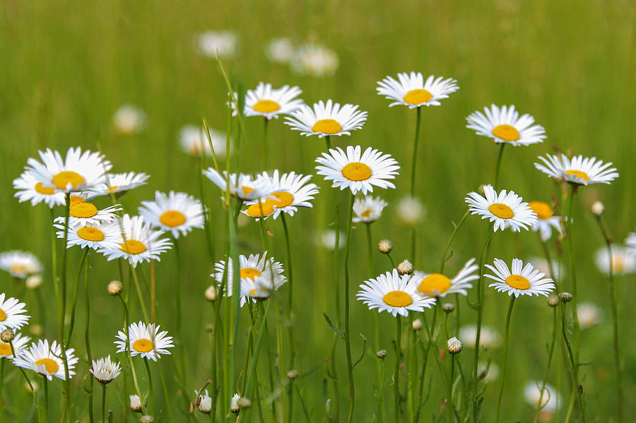 Field of Daisies Photograph by Sharon Horn | Fine Art America