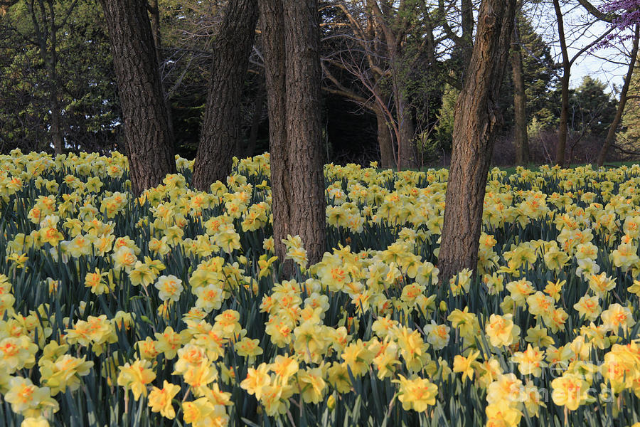 Field of Double Daffodils with Trees Photograph by Anne Nordhaus-Bike