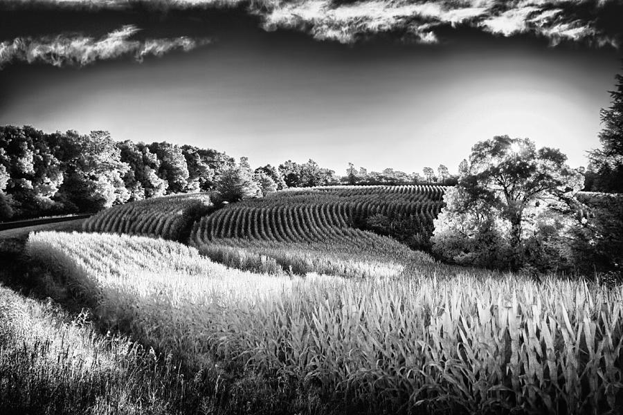 Field of Dreams - Blue Ridge Parkway BW Photograph by Dan Carmichael