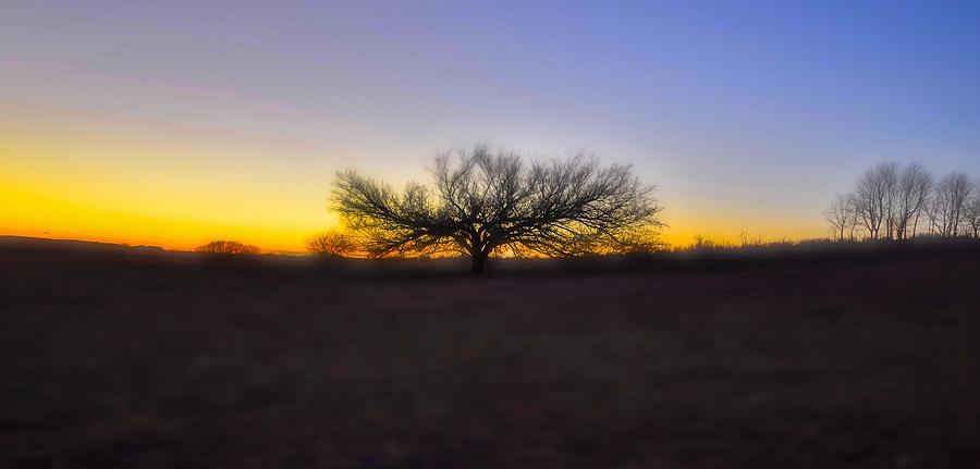 Tree Photograph - Field of Dreams by Garett Gabriel