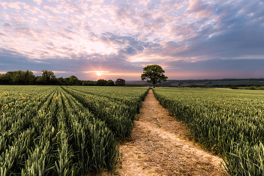 Sunset Photograph - Field of dreams by Ian Hufton