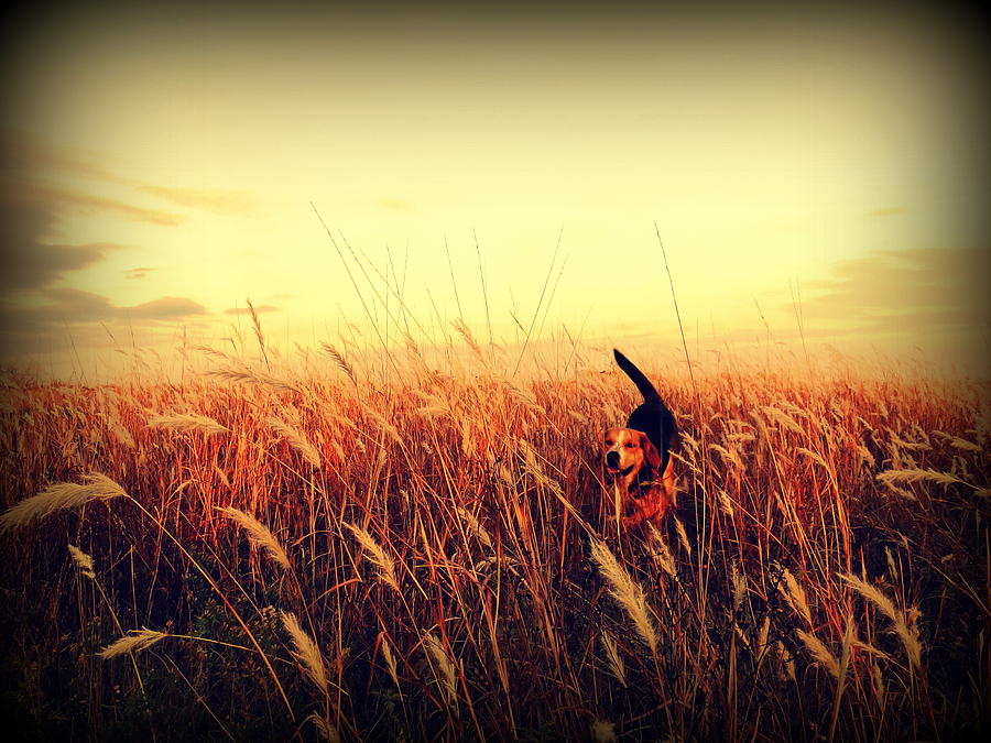 Field Of Dreams Photograph by Onyx Armstrong - Pixels