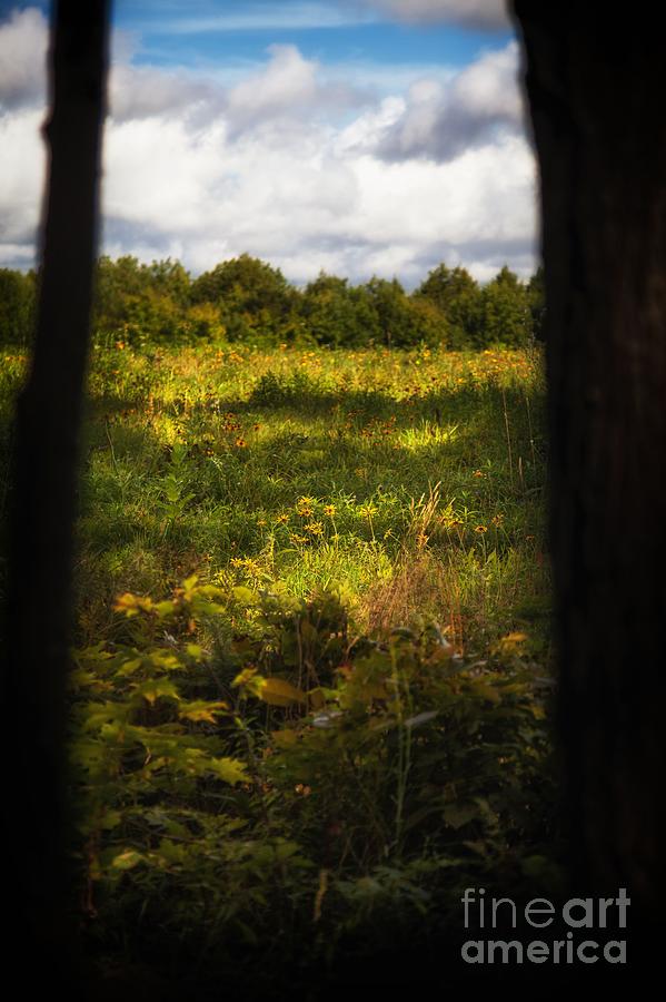 Tree Photograph - Field of Dreams by Sue OConnor