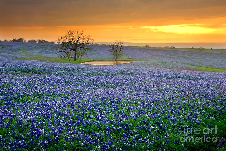 all dream long a flower storm