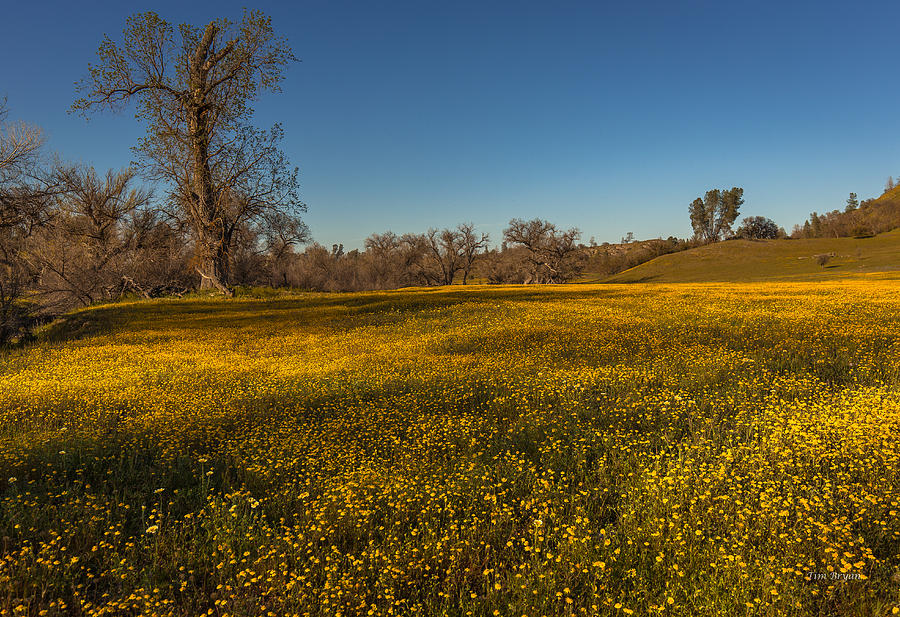 Spring Photograph - Field Of Dreams by Tim Bryan