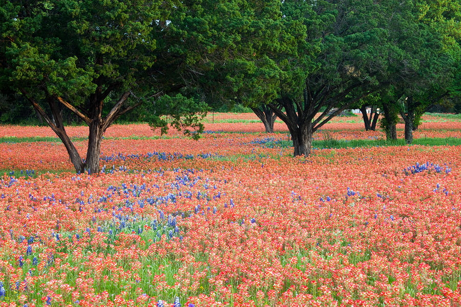 Field of Dreamy Flowers Photograph by Eggers Photography
