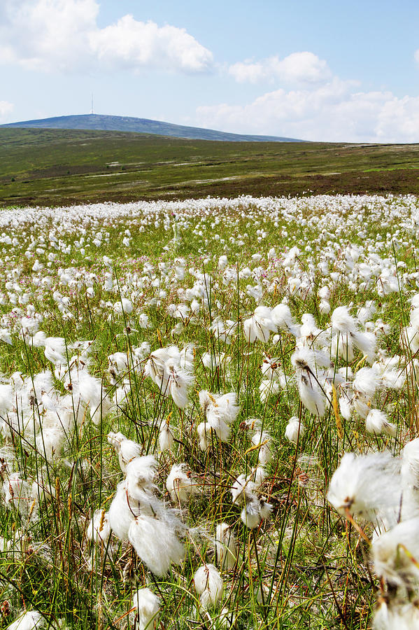 Field Of Eriophorum Vaginatum In Photograph by Maciej Frolow