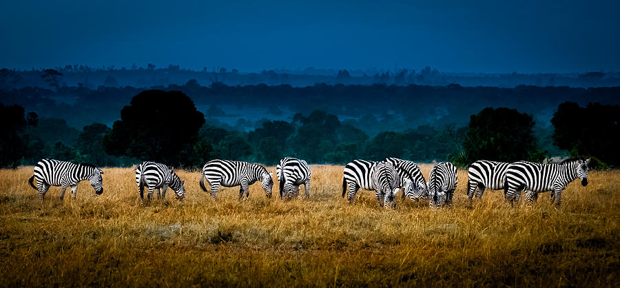Field of Feeding Zebra Photograph by Jim DeLillo
