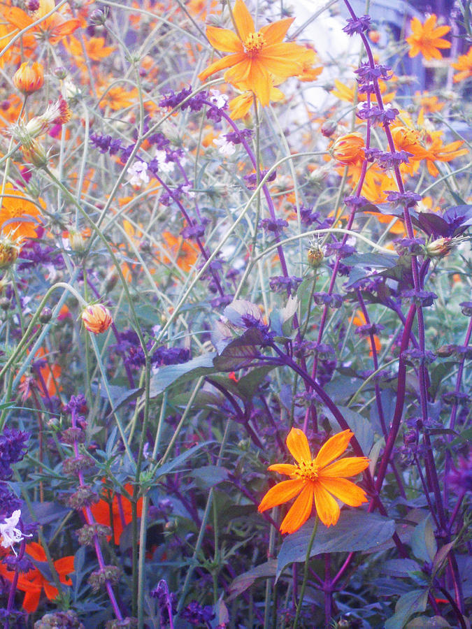 Field of Flowers  Photograph by Ankya Klay