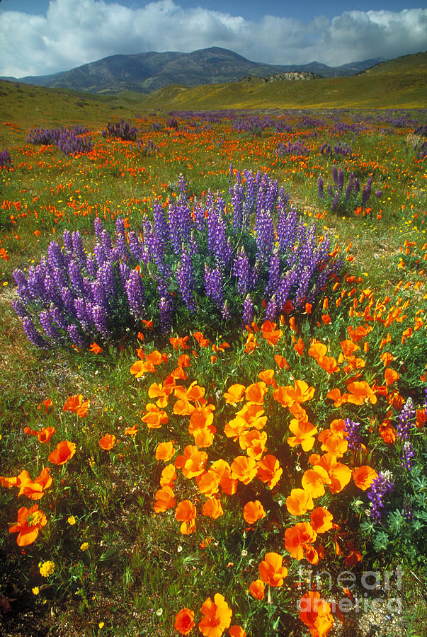 Field Of Flowers Photograph by Art Wolfe