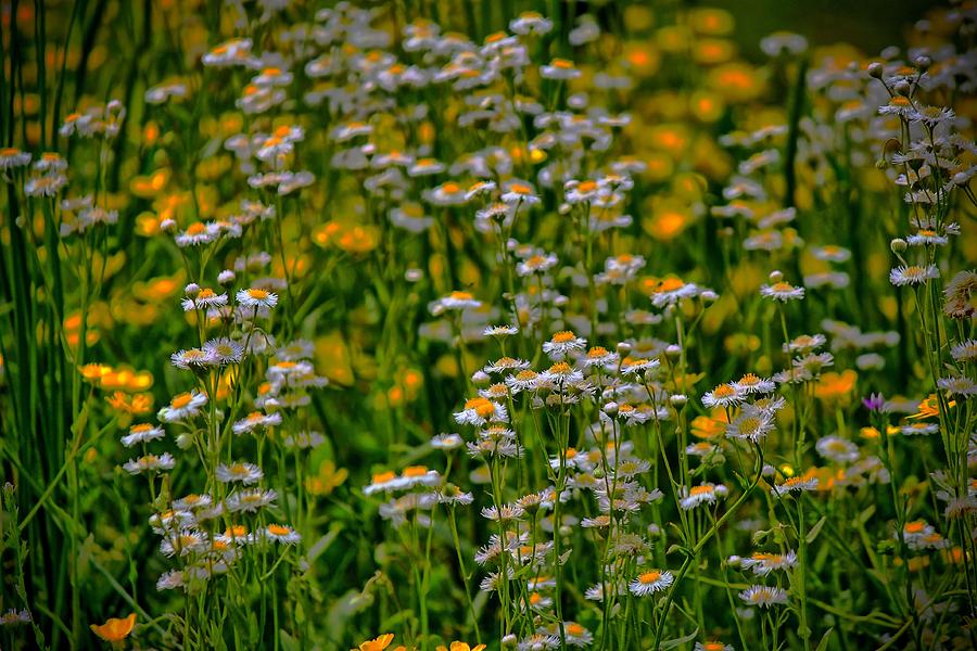 Field Of Flowers Photograph