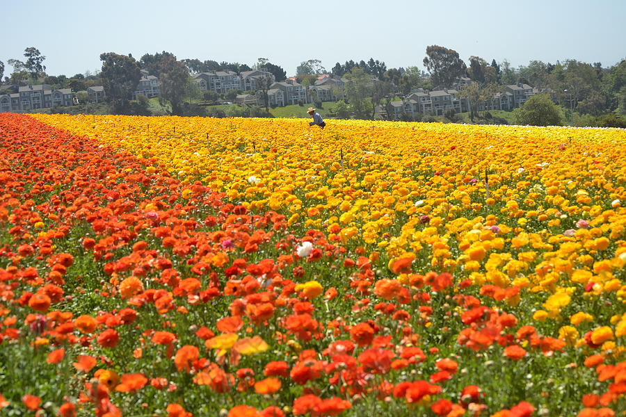 Field of Flowers Photograph by Christine Owens - Fine Art America