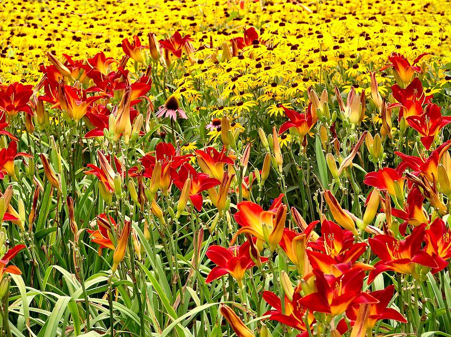 Field of Flowers Photograph by George Fields - Fine Art America