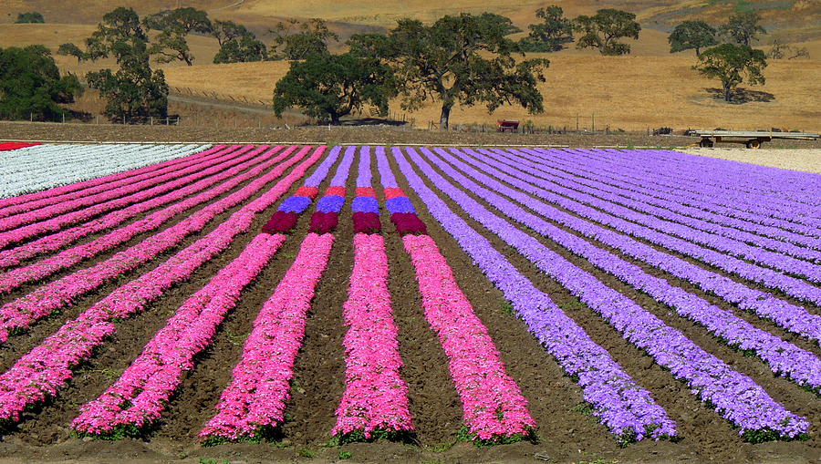 Field of Flowers Photograph by Jeff Lowe