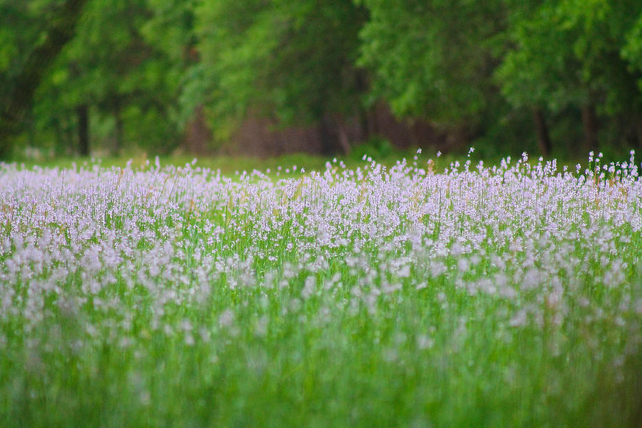 Field of flowers Photograph by Jessica Brown