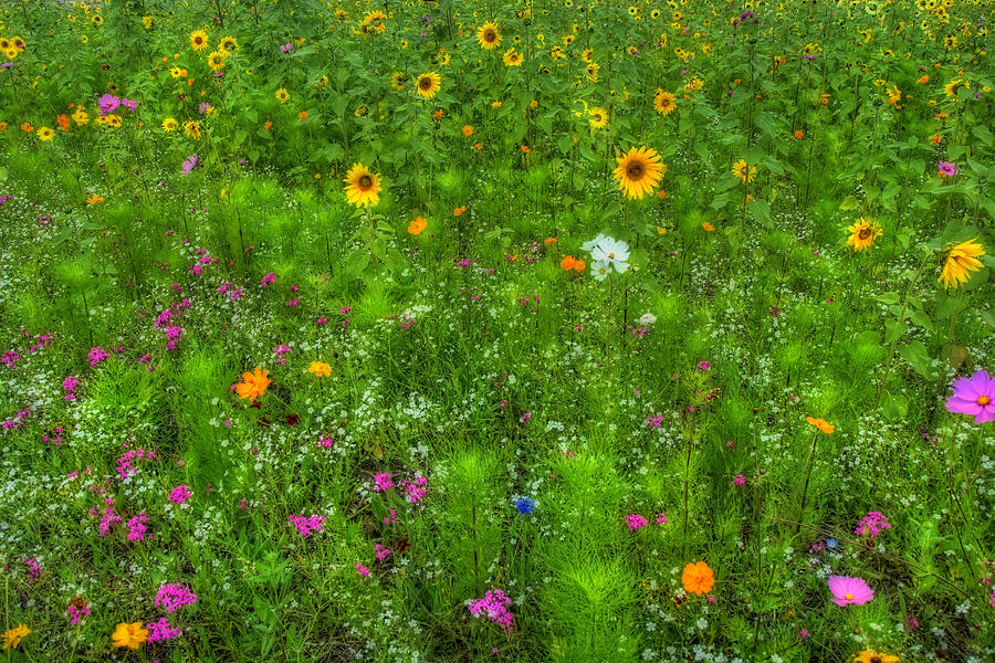 Field of Wildflowers Photograph by Joann Vitali
