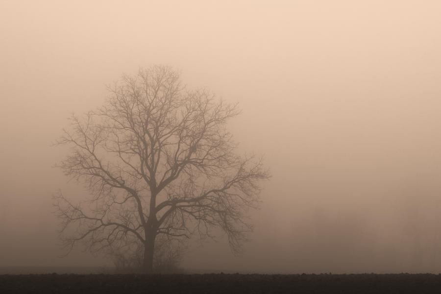 Field of Fog Photograph by Rachel Cohen
