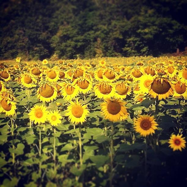 Field Of French Sunflowers Photograph by Michelle Holt