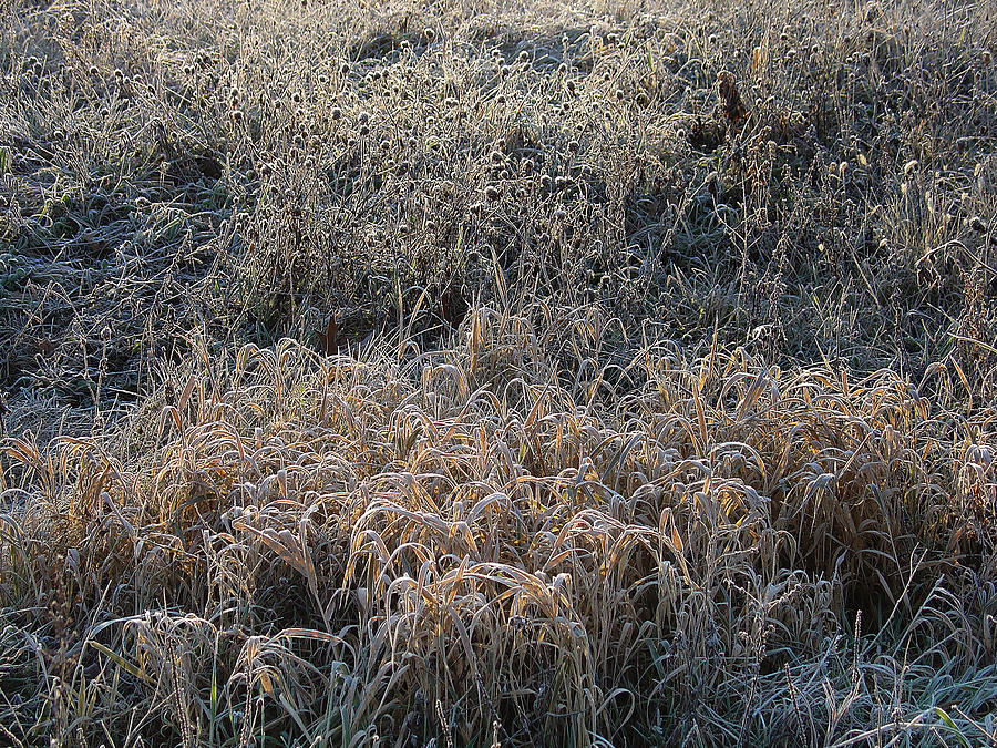 Field of Frosty Dawn Photograph by Terrance DePietro