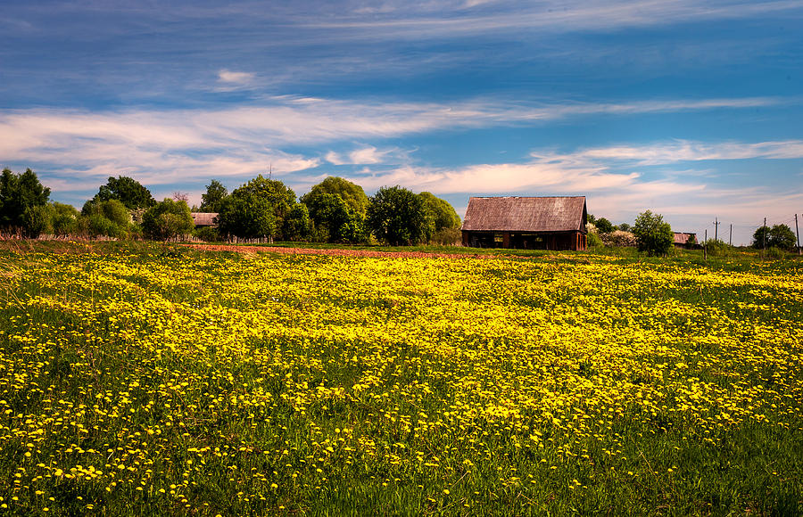 Field of Gold. Dandelions at Village Photograph by Jenny Rainbow