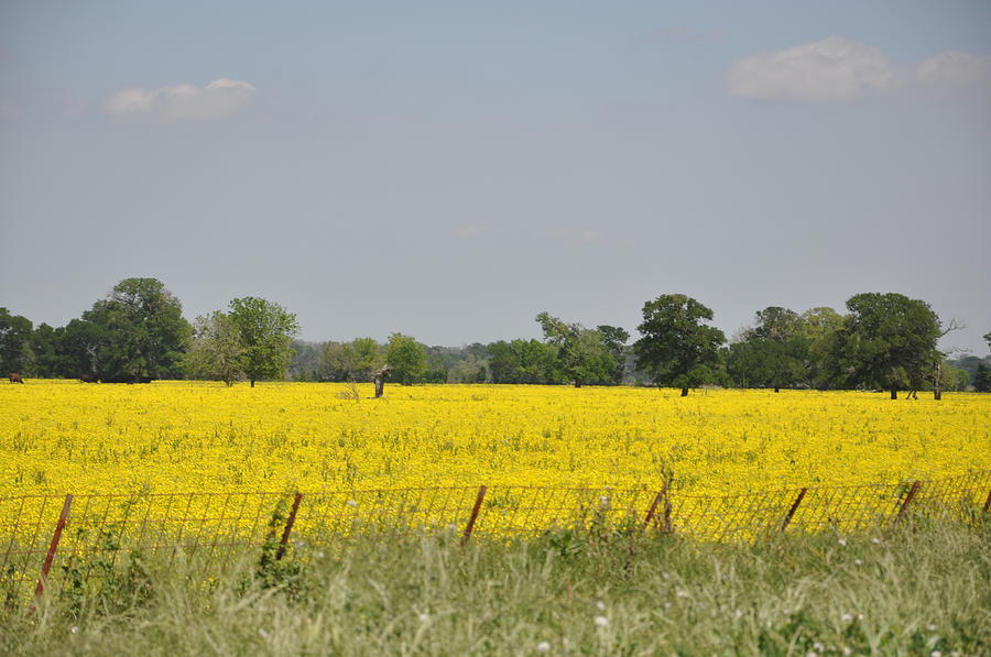 Field of Gold Photograph by Erin Zacherl Fine Art America