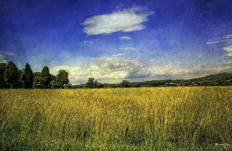 Field Of Gold Photograph by Madeline Ellis