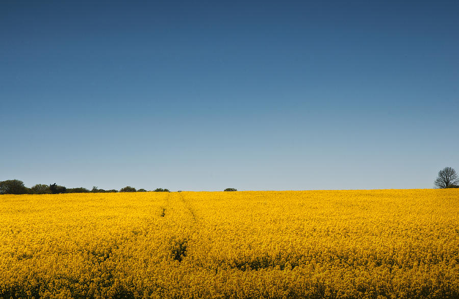 Field of Gold Photograph by Steve Purnell