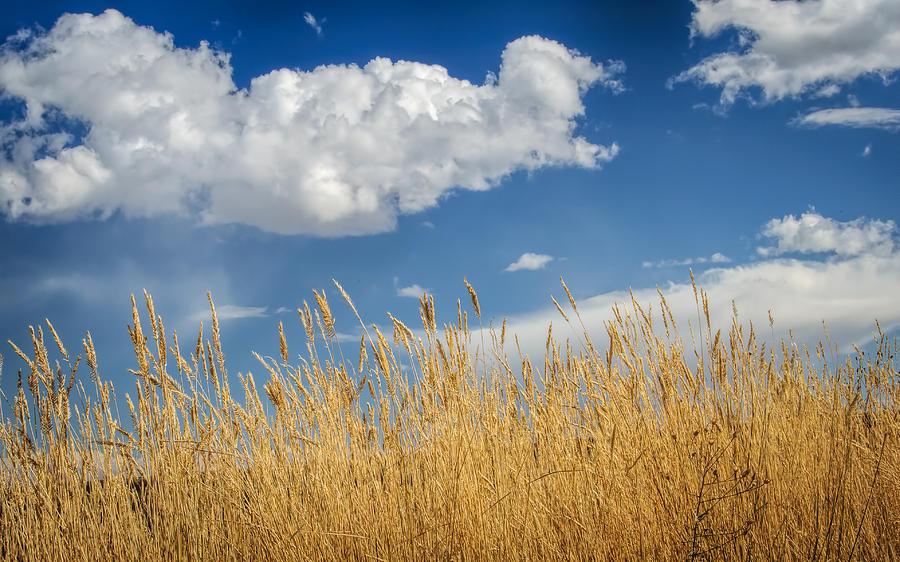 Field of Gold under Montana Sky Photograph by Victoria Porter