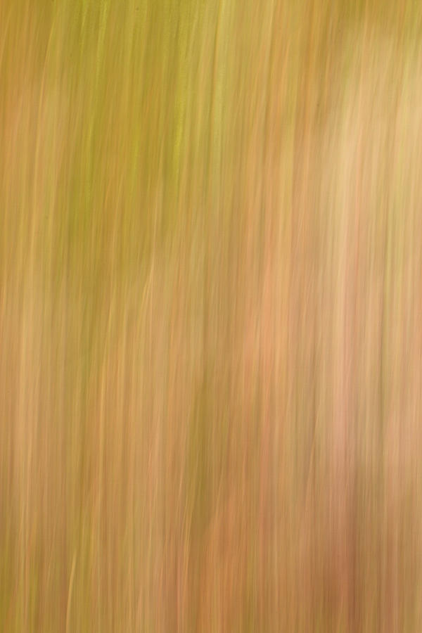 Field of Grass Photograph by Steve DaPonte