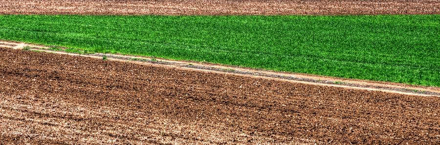 Field Of Green 14552 Photograph