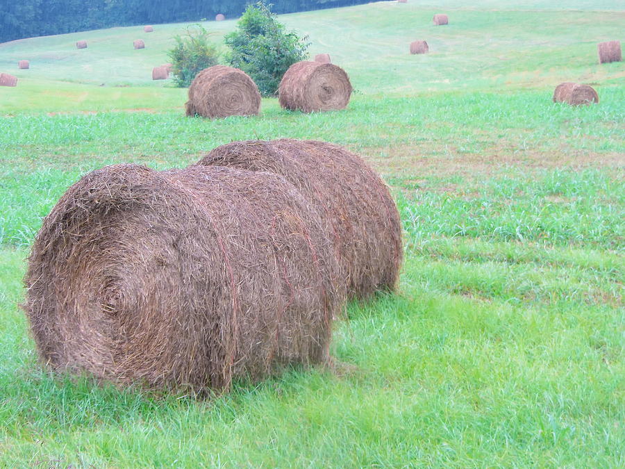Farm Photograph - Field of Hay Bales 2 by Cathy Lindsey