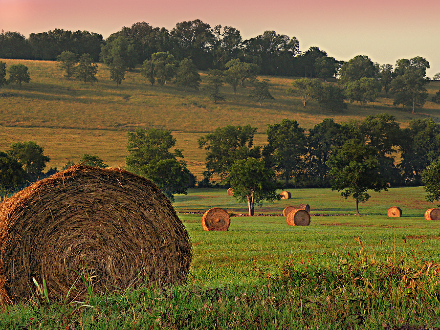 Tree Photograph - Field of Hay by Steven Michael