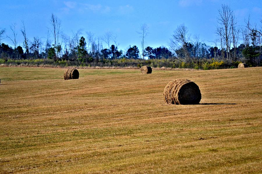 Field of Hay Photograph by Tara Potts