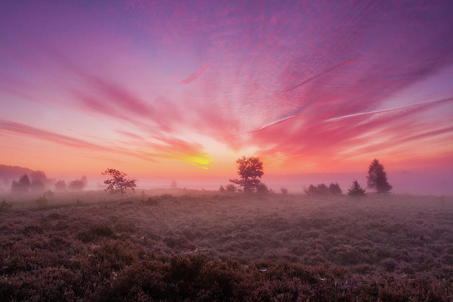 Field Of Heather During Sunrise With Photograph by Marcel Kerkhof Photography